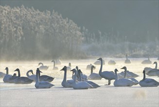 Whooper swans (Cygnus cygnus) resting on an ice surface in winter
