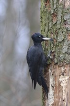 Black woodpecker (Dryocopus martius) searching for food on a dead tree trunk