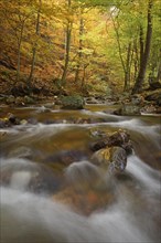 Mountain creek Ilse flows through autumnally coloured deciduous forest