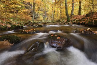 Mountain creek Ilse flows through autumnally coloured deciduous forest