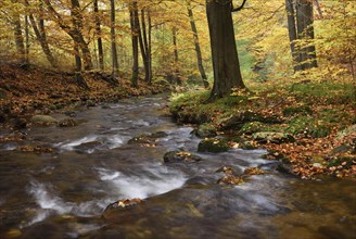 Mountain creek Ilse flows through autumnally coloured deciduous forest