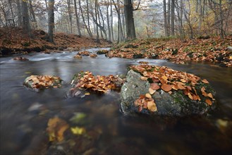 Mountain brook Ilse flows through deciduous forest in autumn