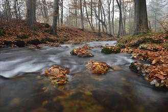 Mountain brook Ilse flows through deciduous forest in autumn