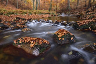 Gebirgsbach Ilse flows through autumnally coloured deciduous forest