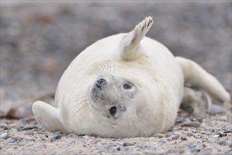 Waving Grey seal (Halichoerus grypus)