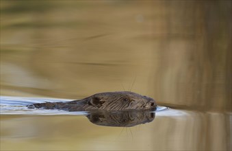 Beaver (Castor fiber) swimming in water