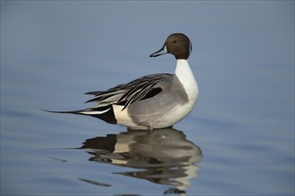 Northern pintail (Anas acuta) male standing in shallow water
