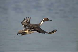 Northern pintail (Anas acuta) male in flight