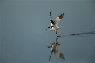 Pied avocet (Recurvirostra avosetta)