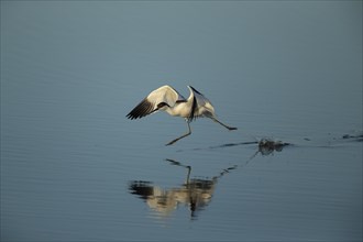 Pied avocet (Recurvirostra avosetta) running over shallow water