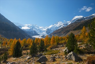 Autumn in the Valley with yellow larches