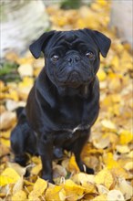 Black Pug sitting in yellow autumn leaves