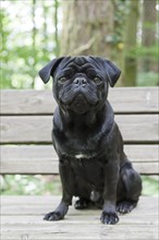 Black Pug on bench in forest