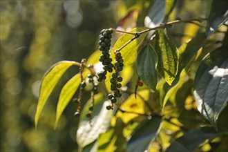 Peppercorns on pepper bush (Piper nigrum)
