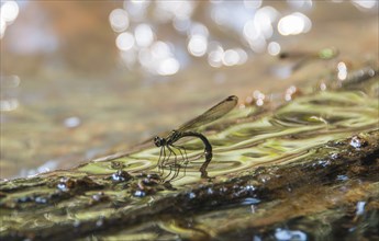 Dragonfly (Odonata) in water at oviposition