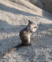 California ground squirrel (Spermophilus beecheyi) feeding