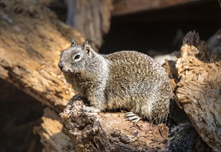 California ground squirrel (Spermophilus beecheyi)