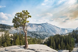 Pine (Pinus sp.) tree on rocky plateau