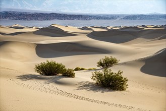 Mesquite Flat Sand Dunes