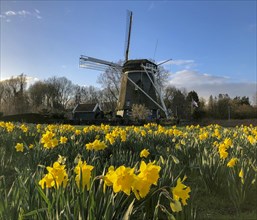Windmill De Riekermolen with yellow wild daffodils (Narcissus pseudonarcissus)