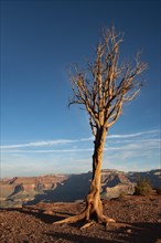 Dried tree