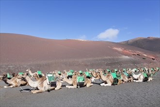 Dromedaries at dromedarstation Echadero de los Camellos