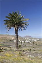 Haria