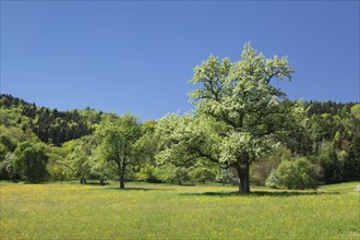 Flowering trees in spring
