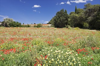 Meadow with wildflowers in Otranto