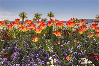 Colourful flowerbeds with different flowering spring flowers