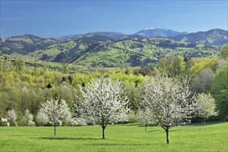 Cherry blossom near Ebringen with view to the mountain Blauen