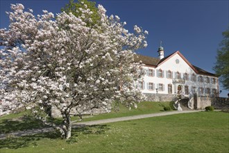 Castle Burgeln with blooming magnolia tree in spring