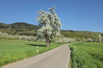 Blossoming cherry tree on the country road