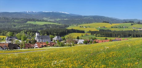 Blooming dandelion meadows with view from Breitnau to Feldberg