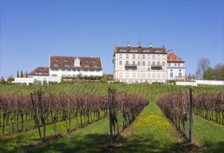 Schloss Kirchberg castle above vineyards