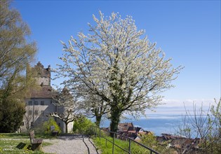 Meersburg castle with blooming cherry