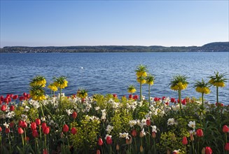 Flower beds with spring flowers at lakeside