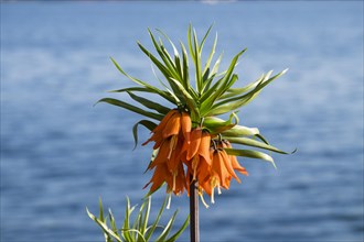 Crown imperial (Fritillaria imperialis)
