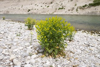 Bittercress (Barbarea vulgaris) on gravel bank