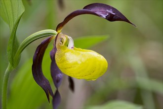 Yellow Lady's Slipper Orchid (Cypripedium calceolus) with water drops