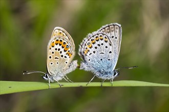 Silver-studded blue (Plebejus argus) butterflies mating