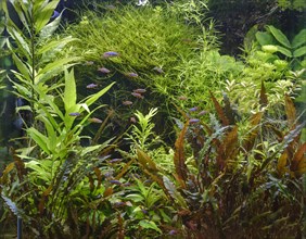 Densely planted tropical freshwater aquarium