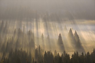 Sun rays shine in the forest through fog