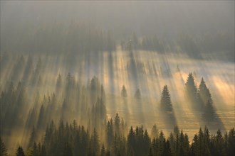 Sun rays shine in the forest through fog