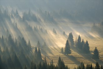 Sun rays shine in the forest through fog