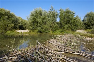 Beaver dam at a branch of the Isar
