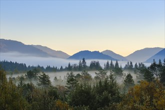 Morning fog in the floodplain forest