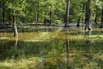 Flooded floodplain forest at high water