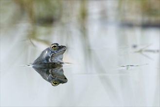 Moor frog (Rana arvalis) in water
