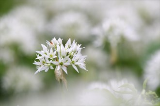 Blooming wild garlic (Allium ursinum)
